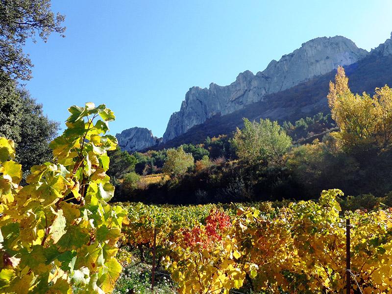 Vignoble