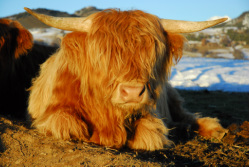 Animaux à la ferme du Col