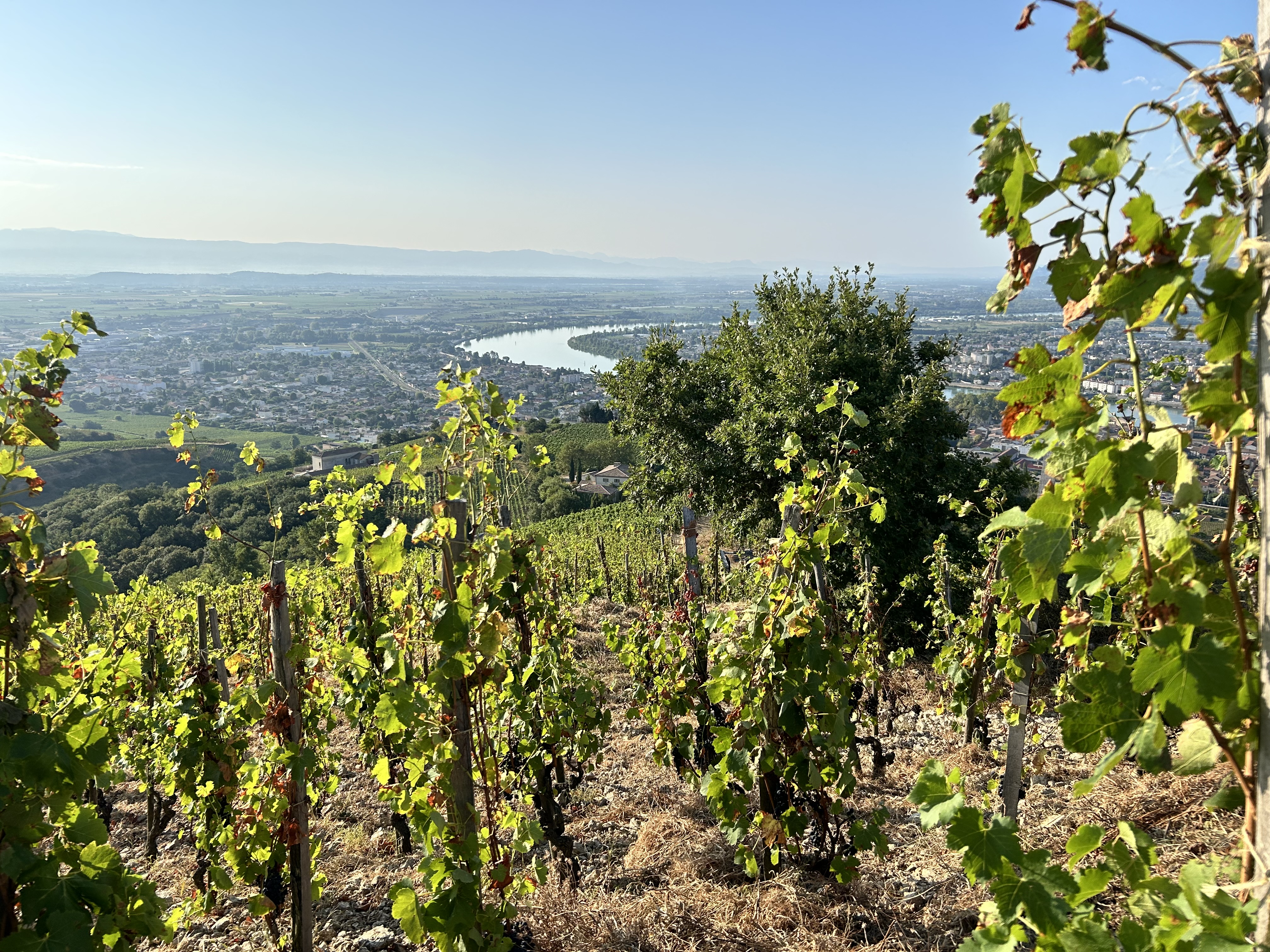 Vignobles de Tain-L'hermitage